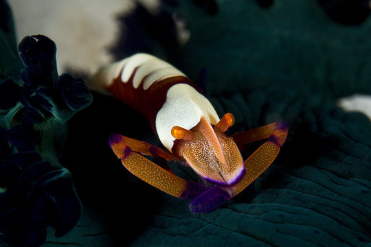 imperial shrimp on a tiger nudibranch