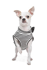 dressed chihuahua