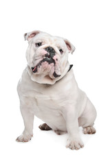 Fototapeta premium English Bulldog