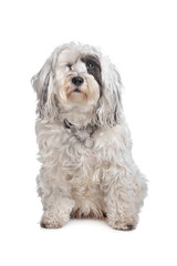 Tibetan Terrier