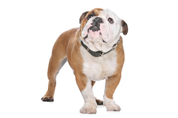 English Bulldog