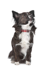 long haired chihuahua