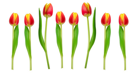 Tulpen in Reihe stehend