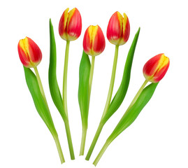 Tulpen rot-gelb