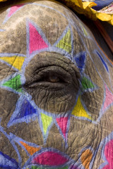 Obraz premium hand painted colorful elephant, Jaipur, Rajasthan, India