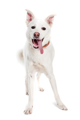 White dog on white background