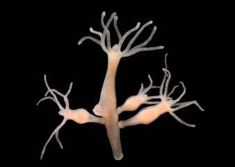 Hydra vulgaris - Süsswasserpolyp - Dunkelfeld