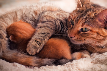 Mother cat with newborn kitten