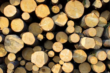 Möbelaufkleber Pile of pine wood logs © arska n