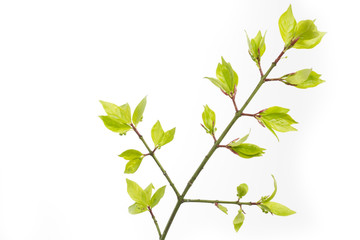 Junge Blätter einer Korkspindel (Euonymus alatus) im Frühjahr