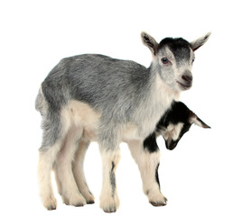 Fototapeta premium goat isolated