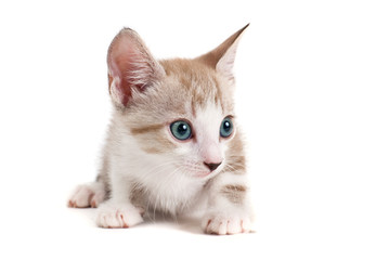 Little kitten isolated on the white background