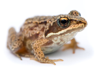 Rana temporaria. Small Grass frog on white background.