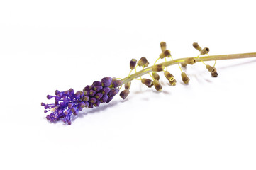 fiore viola di campo