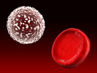 White blood cell and red blood cell