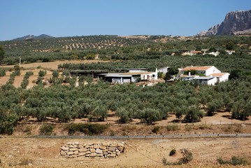 Olive groves near Almogia, Andalusia, Spain © Arena Photo UK
