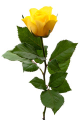 Single yellow rose