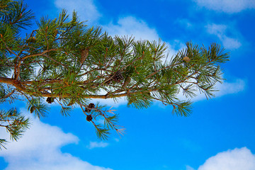 pine branch