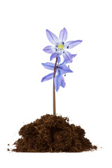 flower grow in the soil