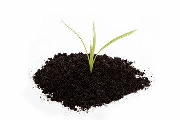 Green sprout from the earth on a white background.