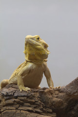 iguana