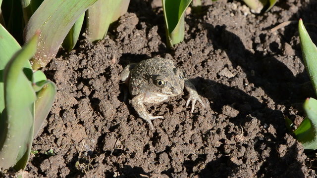 frog Pelobates fuscus dig a hole in the spring ground