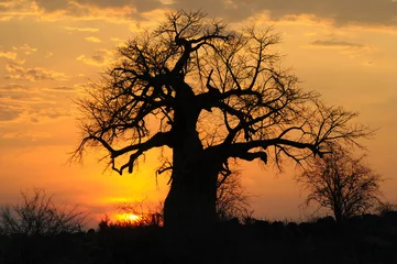 Vlies Fototapete Blumen und Pflanzen Baobab im Sonnenuntergang, Ruaha N.P.