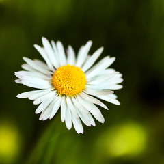 Daisy macro