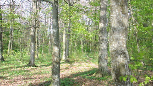 Wald