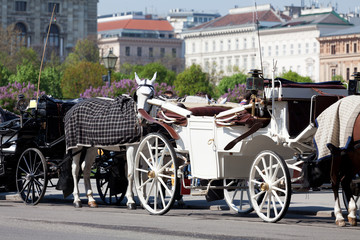 Fototapeta premium Fiaker in Wien