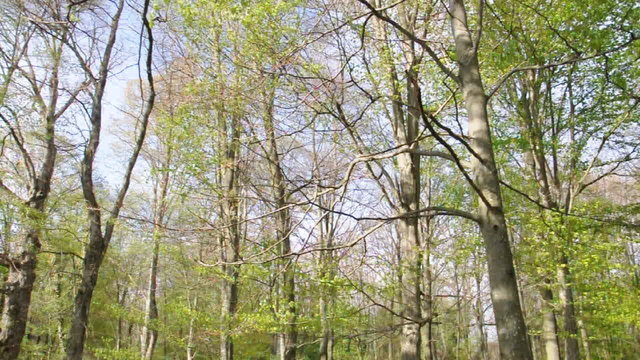 Wald