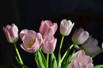 Tulpen