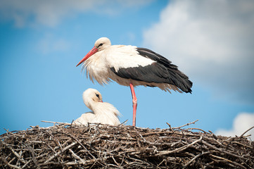 Two white storks ( ciconia ciconia ) standingin a nest