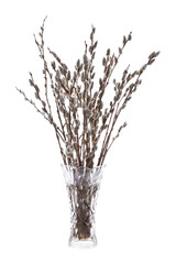 Branches of the pussy willow with flowering bud in vase with wat © IULIIA AZAROVA