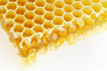 Honeycomb isolated on white