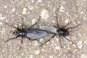 Märzfliege (Bibio marci) Paarung, female left, male right