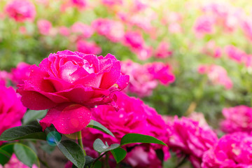 Beautiful roses