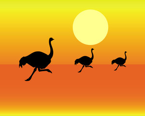silhouettes of running ostrich