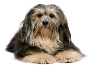 Cute lying tricolor Havanese dog, isolated on white