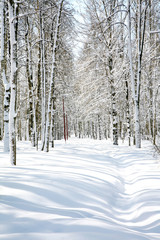 Beautiful April Birch Grove
