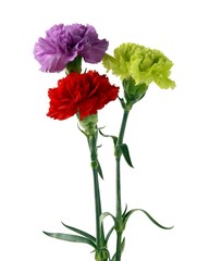 carnations in posy