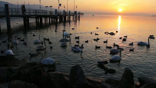 tramonto sul lago dei cigni