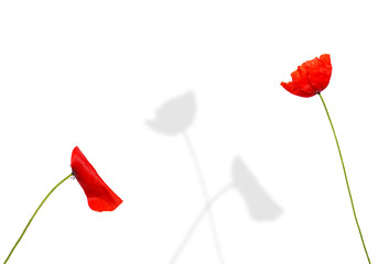 Naklejka premium amour de fleurs
