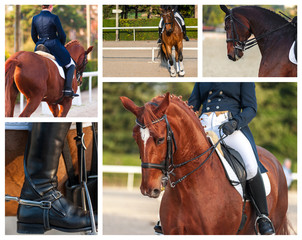Art équestre - dressage