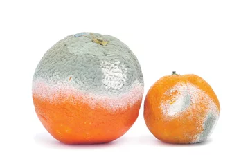 Foto auf Glas moldy orange and mandarine © nito