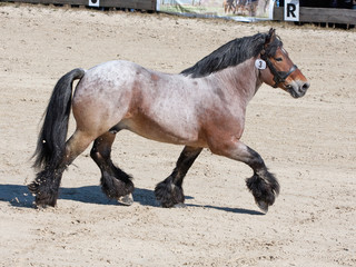 Obraz premium Starker Trab