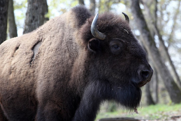 American bison