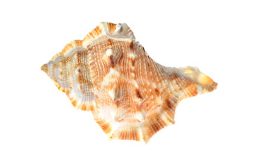 sea mollusc colorfull shell isolated