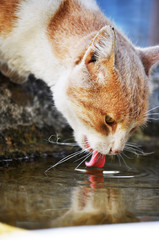 gatto randagio