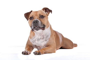 staffordshire bull terrier